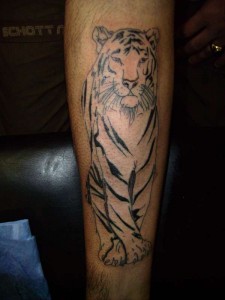 Tatuaggio tigre bianca sull'avambraccio