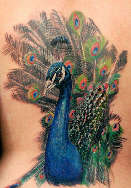 Realistic Peacock Tattoo